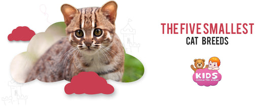 the-five-smallest-cat-breeds
