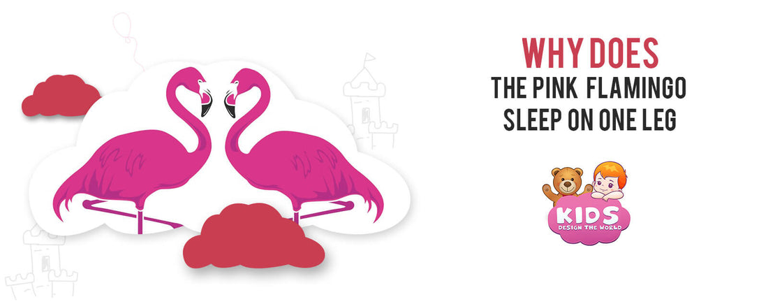 why-pink-flamingo-sleep-on-one-leg